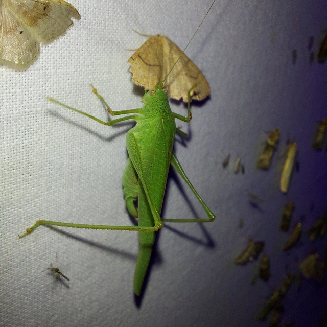 Phaneroptera nana - pontozott repülőszöcske