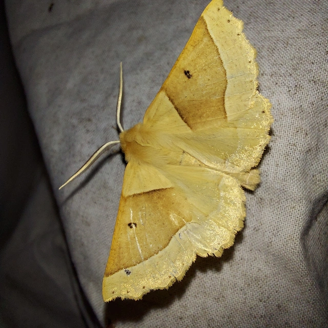 Crocallis elinguaria - sárga sávosaraszoló