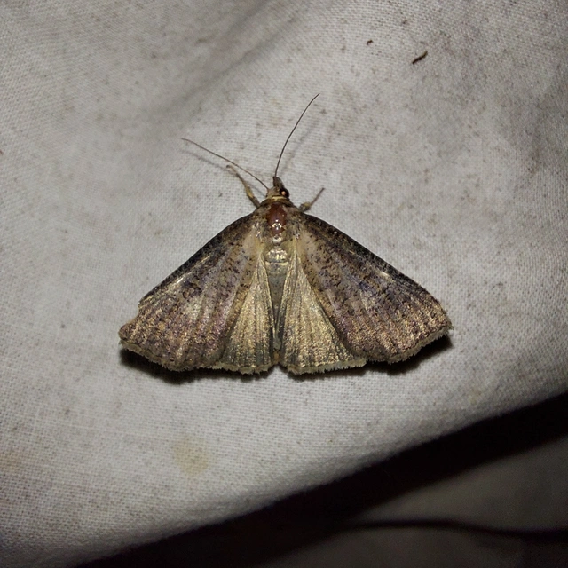 Lygephila procax - fekete csüdfűbagoly
