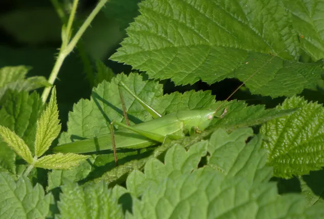 Ruspolia nitidula - nagy kúpfejűszöcske