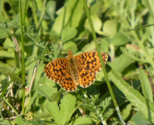 Boloria dia - kis gyöngyházlepke