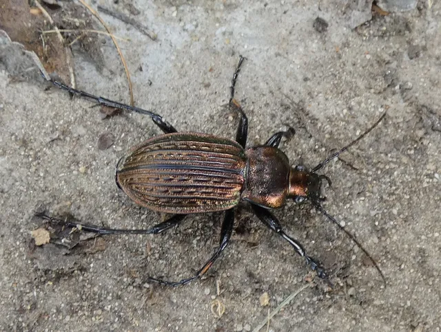 Carabus ulrichii - rezes futrinka Carabus ulrichii - rezes futrinka