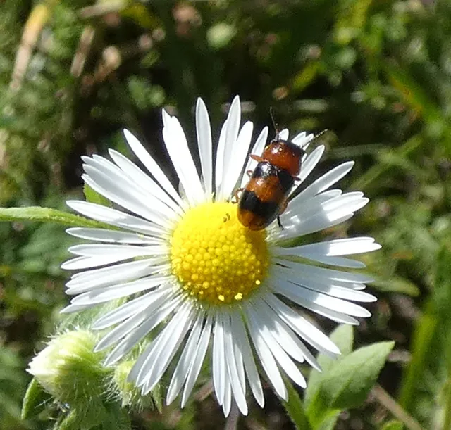 Coptocephala unifasciata - sárgalábú hullóbogár