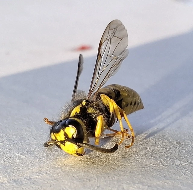 Vespula germanica - német darázs