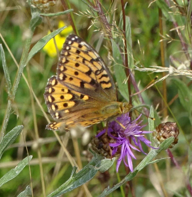 Argynnis aglaja - kerekfoltú gyöngyházlepke