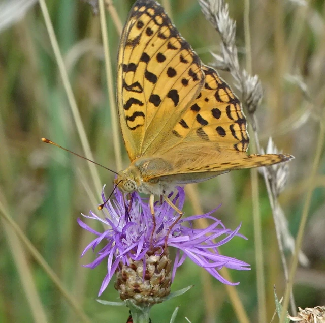 Argynnis adippe - ezüstös gyöngyházlepke