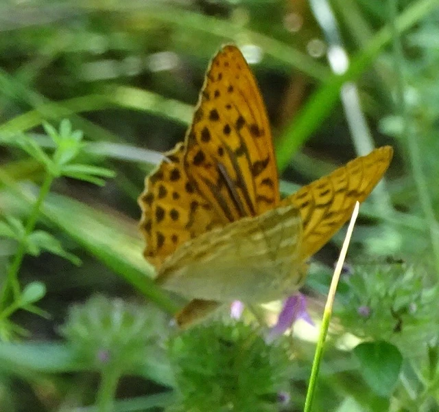 Argynnis paphia - nagy gyöngyházlepke