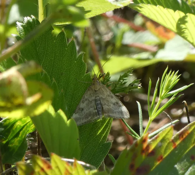 Pyrausta despicata - réti bíbormoly