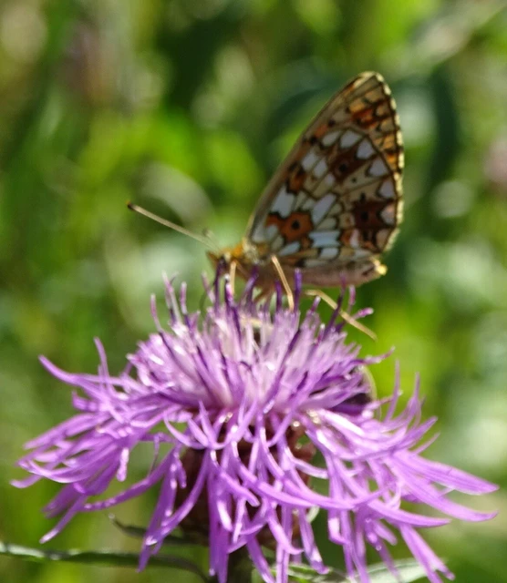 Boloria selene - fakó gyöngyházlepke