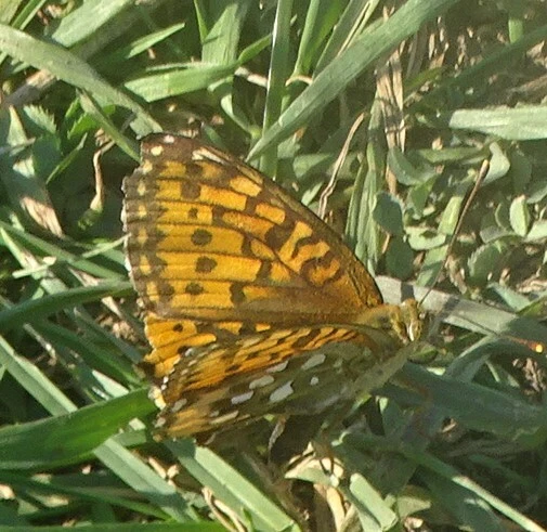 Argynnis aglaja - kerekfoltú gyöngyházlepke