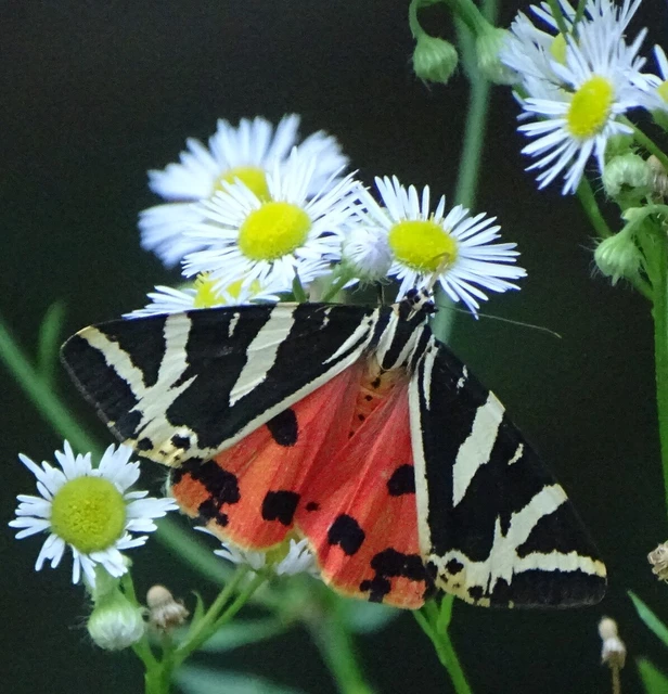 Euplagia quadripunctaria - csíkos medvelepke