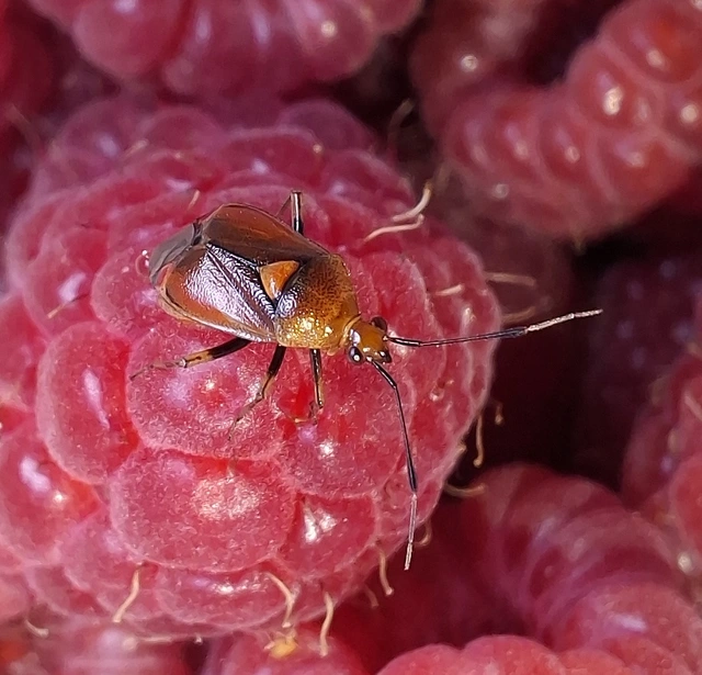 Deraeocoris ruber - vöröses mezeipoloska