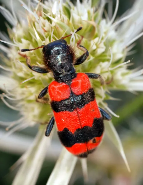 Trichodes apiarius - szalagos méhészbogár
