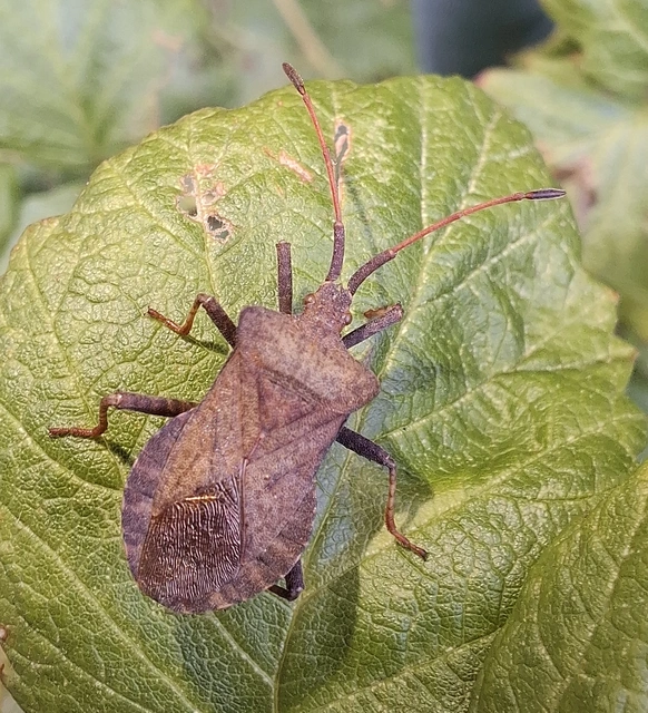 Coreus marginatus - közönséges karimáspoloska