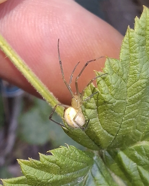 Enoplognatha ovata/latimana