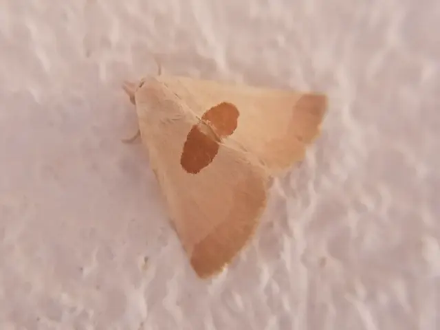 Calymma communimacula - pajzstetűfaló bagoly