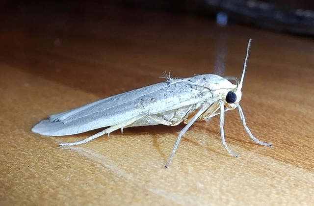 Eilema lurideola - fakó zuzmószövő