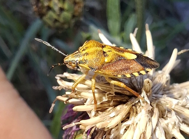 Carpocoris Carpocoris