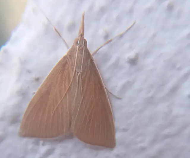 Sclerocona acutellus - hegyesszárnyú tűzmoly