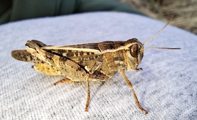 Calliptamus italicus - olaszsáska