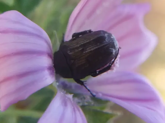 Oxythyrea funesta - sokpettyes virágbogár