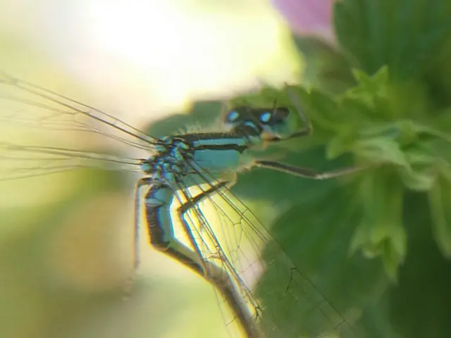 Ischnura elegans pontica - kéköves légivadász