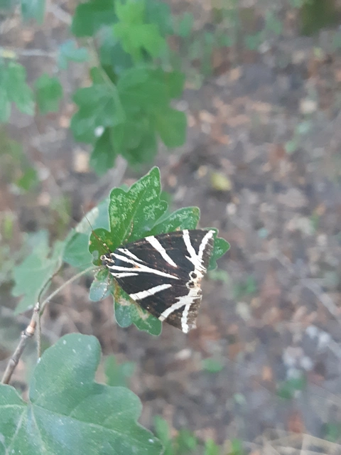 Euplagia quadripunctaria - csíkos medvelepke