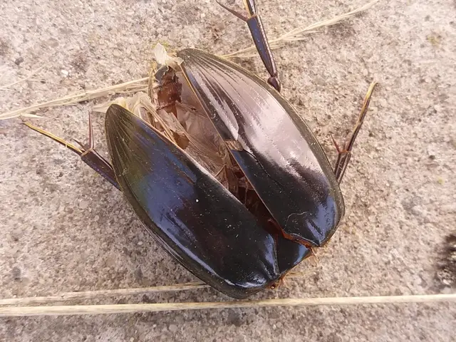 Hydrophilus piceus - közönséges óriáscsibor