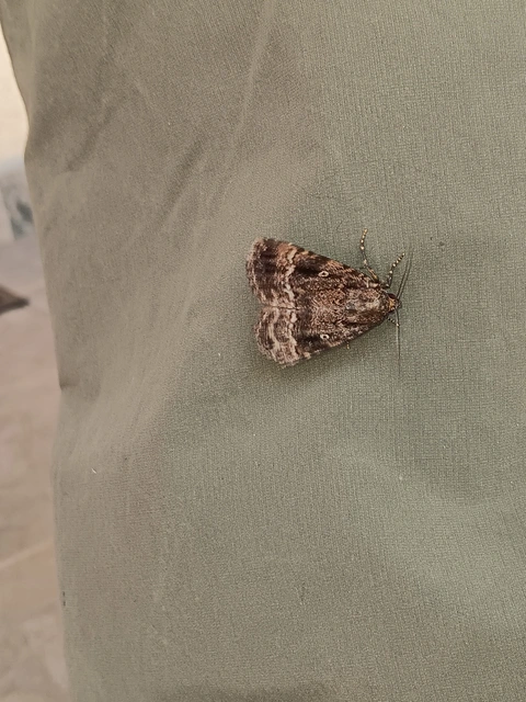 Amphipyra pyramidea - fahéjszínű bagoly