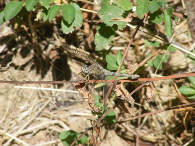 Orthetrum coerulescens - karcsú pásztorszitakötő