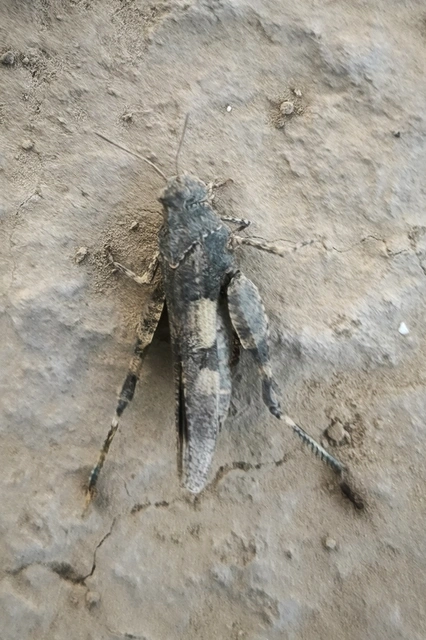 Oedipoda caerulescens - kékszárnyú sáska