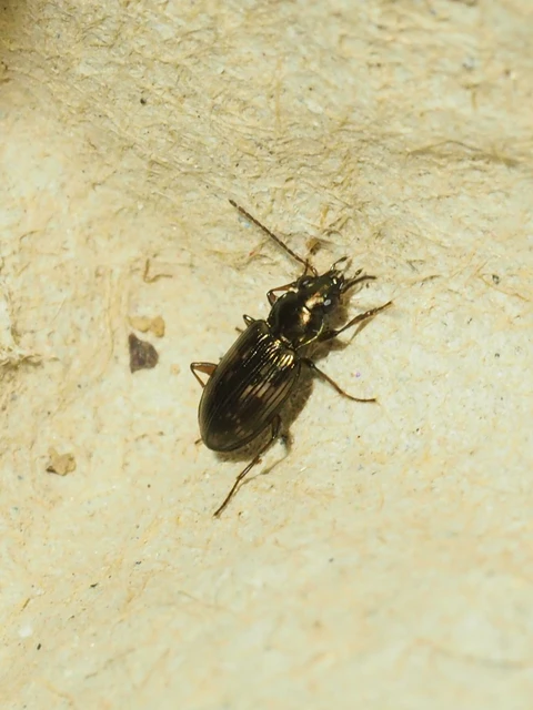 Bembidion varium - rajzos gyorsfutó