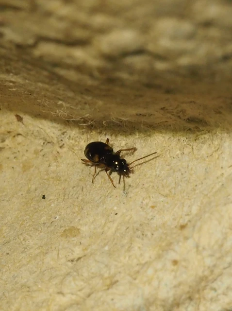 Bembidion quadrimaculatum - négyfoltos gyorsfutó