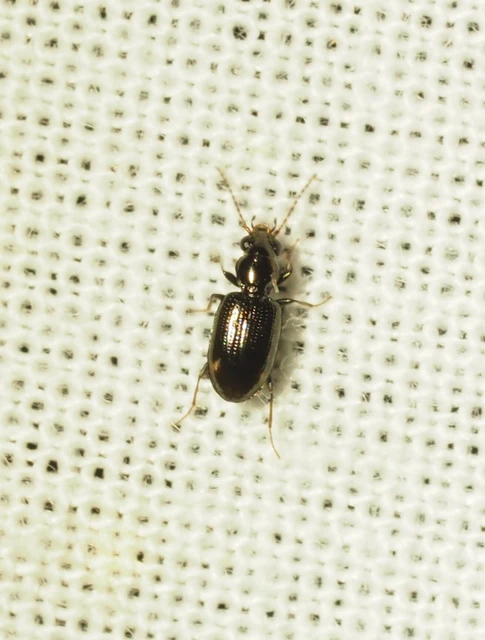 Bembidion tenellum - gyöngyházfényű gyorsfutó