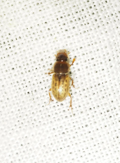 Euheptaulacus sus - bordás trágyabogár