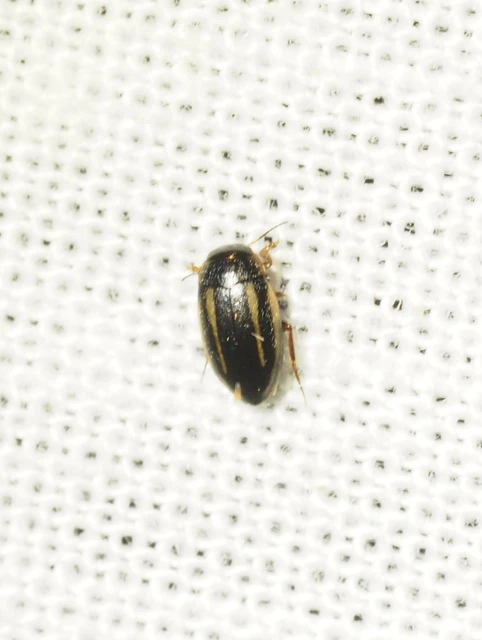 Graptodytes bilineatus - gyakori csíkbogárka