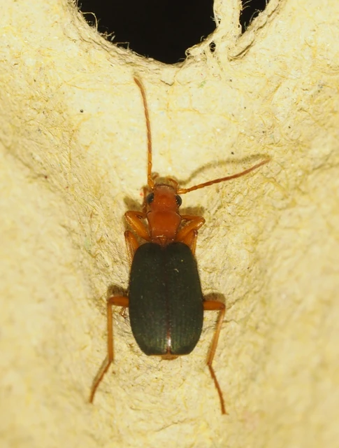 Brachinus