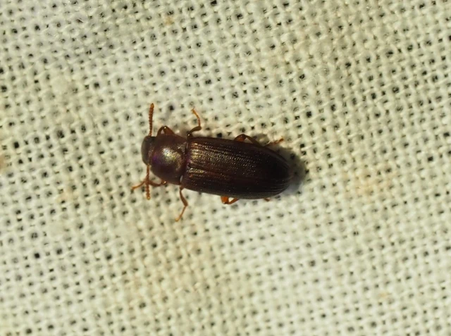 Cynaeus angustus - kukoricarontó gyászbogár