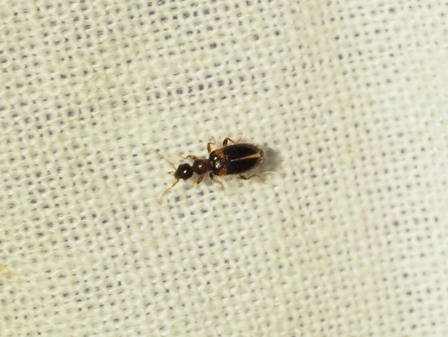 Hirticollis hispidus - szőrös fürgebogár
