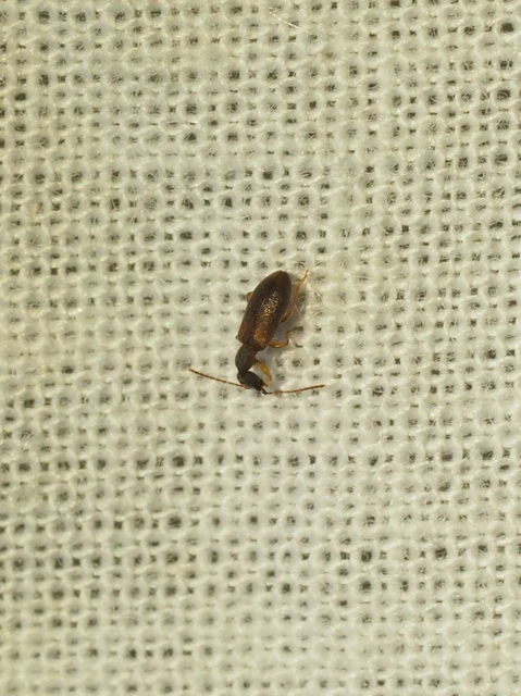 Endomia tenuicollis - keskenynyakú fürgebogár