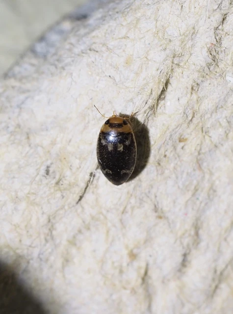 Laccophilus poecilus - tarka bukóbogár