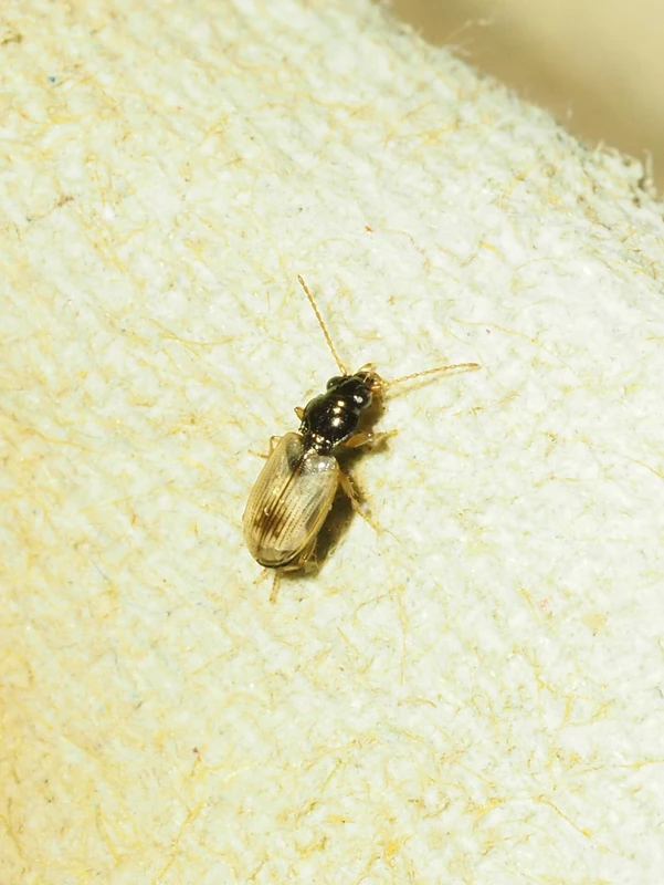 Bembidion ephippium - széki gyorsfutó