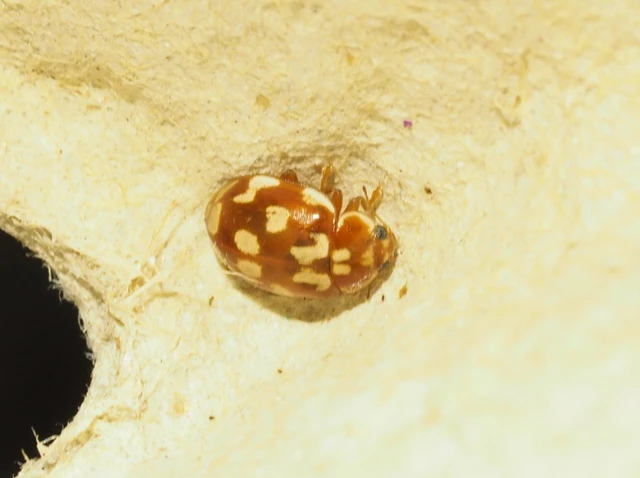Myrrha octodecimguttata - tizennyolccseppes füsskata