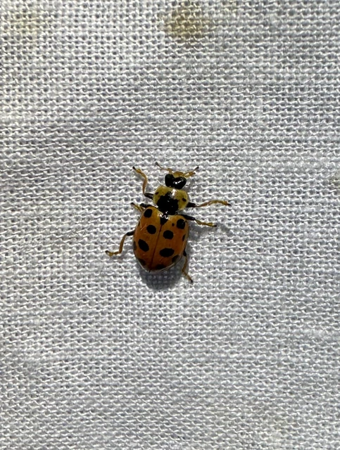 Hippodamia tredecimpunctata - mocsári katica