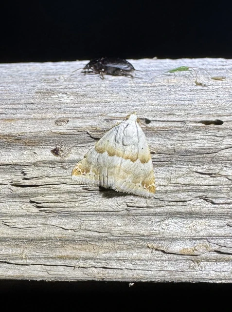 Eublemma amoena - zöldes törpebagoly