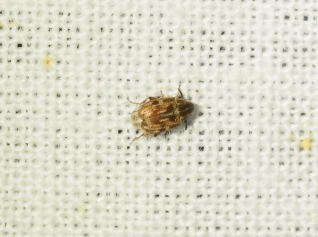 Bruchidius Bruchidius
