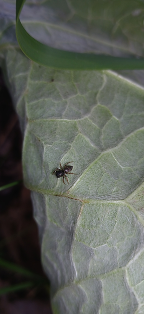 Heliophanus