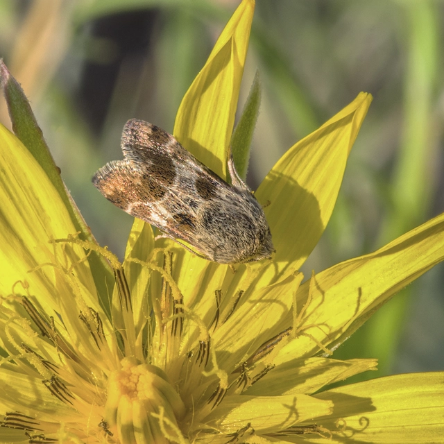 Schinia cognata - nyúlparéj-nappalibagoly