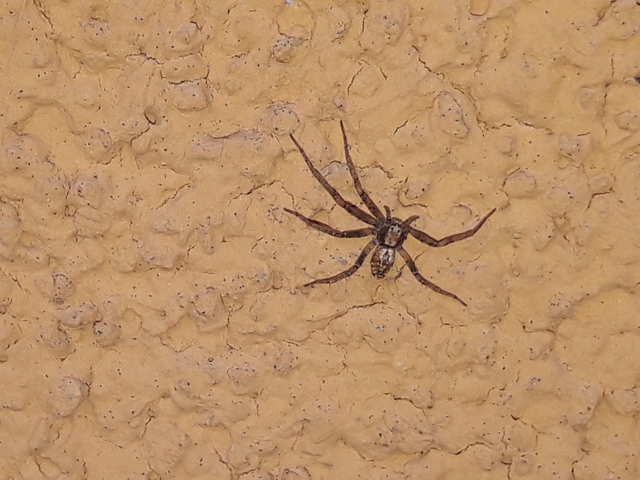 Philodromus