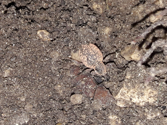 Otiorhynchus armadillo - katonás gyalogormányos